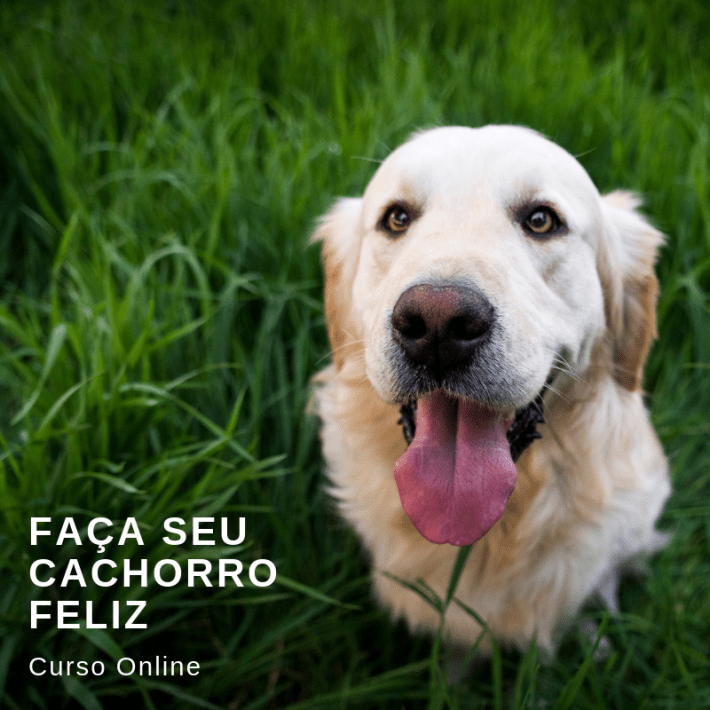 passeadores de cães insta (1).png