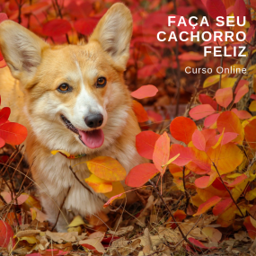 passeadores de cães insta (3)